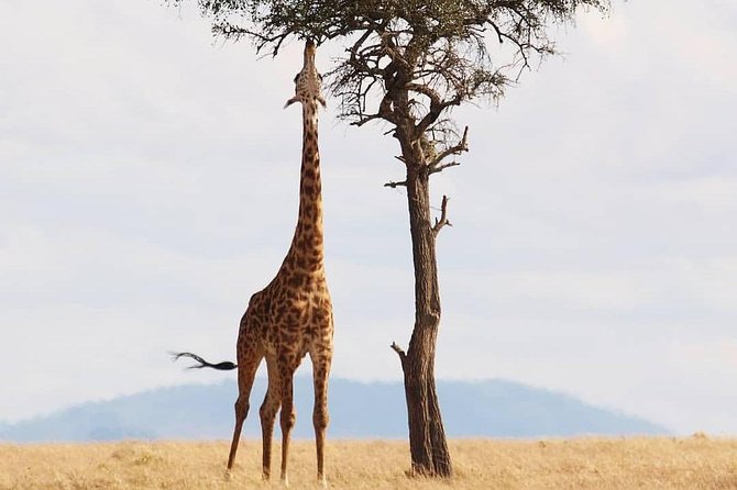Cradle of Human Kind & Lion & Rhino Park Tour Full Day Tour Private - Cradle of Human Kind Exploration