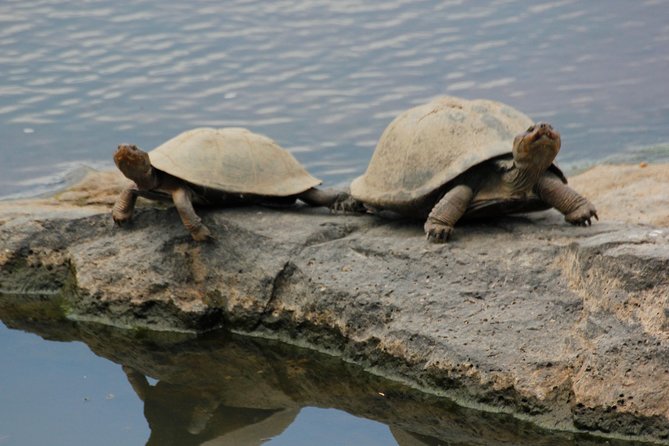 Cruise on Blyde Dam & Moholoholo Rehab Centre Day Tour From Hazyview - Common Questions