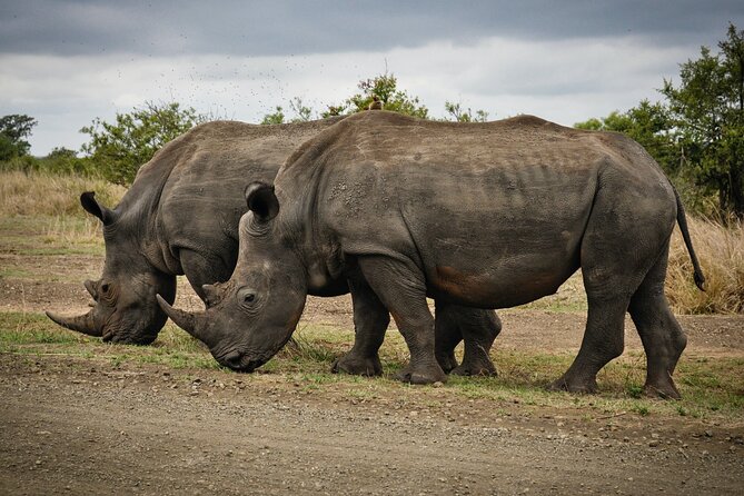 Daily Pilanesberg National Park Private Shuttle Services - Inclusions and Benefits
