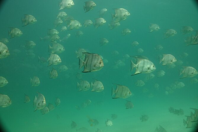 Discover Snorkeling Tour in Panama City - Expectations and Requirements