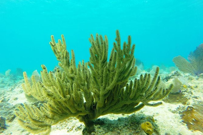 Discover Sosuas Underwater World & Beach Day - Minimum Traveler Requirements