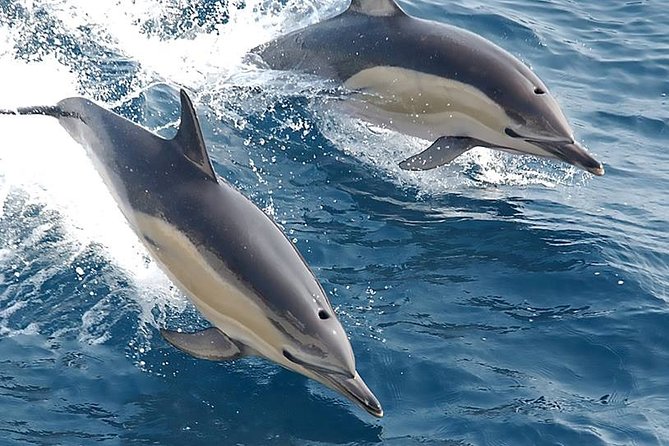 Dolphins and Caves Albufeira Marina Private Tour. - Questions and Help Center