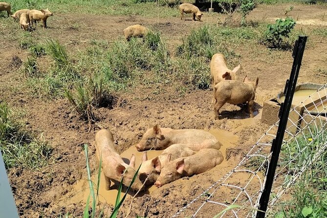 Eco Friendly Farming Tour to Explore Dorados Most Beautiful Farm - Traveler Photos and Experiences