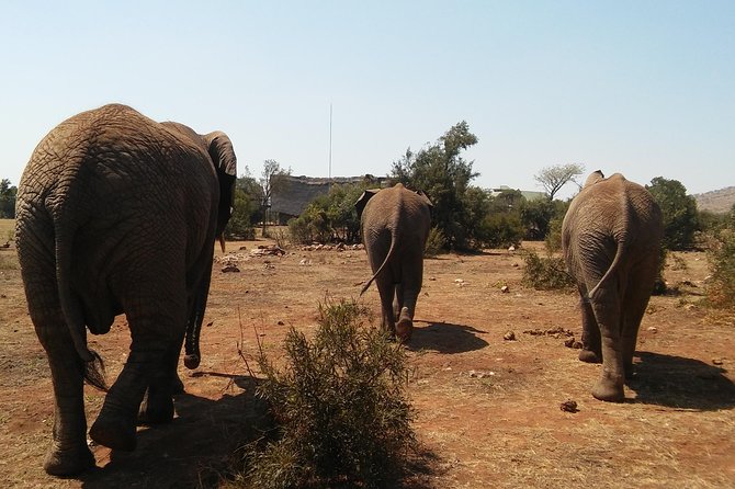 Elephant Walk Guided Half Day Tour From Johannesburg - Questions and Inquiries