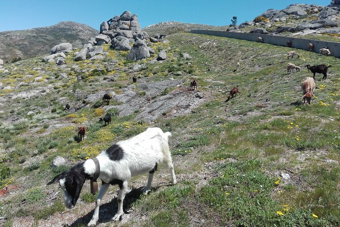Estrela Mountain, Cheses, Wines and Olive Oils, Full-Day From Coimbra - Pricing and Terms for the Full-Day Tour
