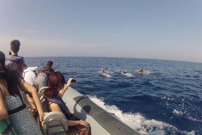 Faro Small-Group Marine Wildlife Cruise - Exploring the Ria Formosa Natural Park