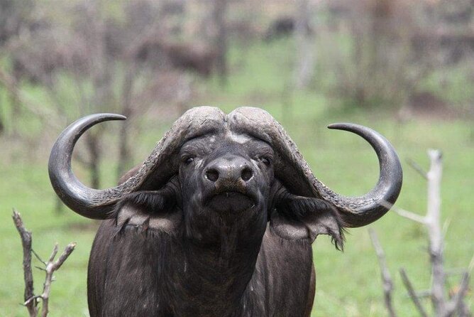 Full Day Addo and Schotia Private Game Reserve Safari - Reviews and Ratings