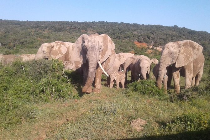Full Day Addo Elephant National Park Safari Wit BBQ:Thentic Tours - Safari Duration and Location