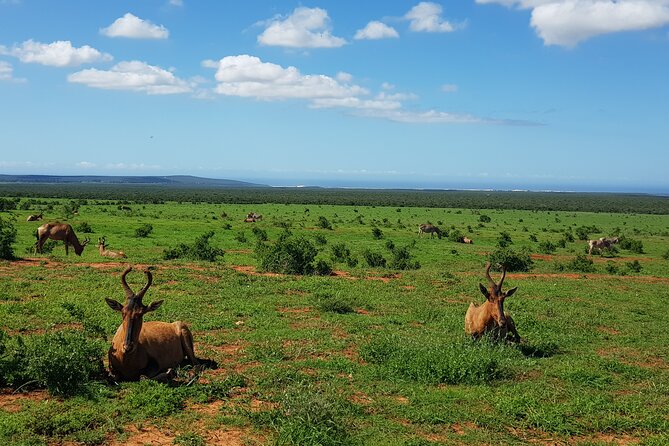 Full Day Addo Elephant National Park Safari - What To Expect