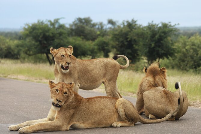 Full Day Big 5 Game Safari in Kruger National Park From Hazyview - End Point and Pickup Details