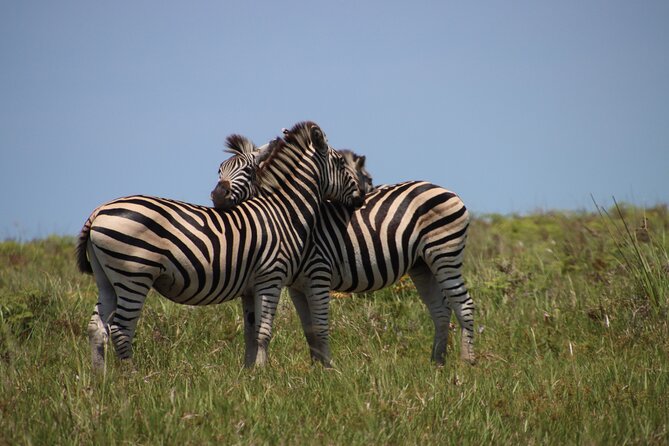 Full-Day Family Hluhluwe Imfolozi Park Safari Experience - Pricing and Payment