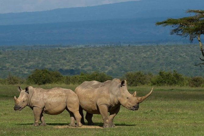 Full Day - Hluhluwe Imfolozi Game Reserve 1 Day Tour From Durban - Reviews and Ratings From Visitors
