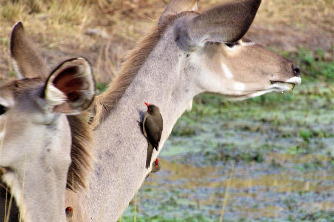 Full-Day Kruger National Park Safari - Start Time, End Point, and Cancellation Policy