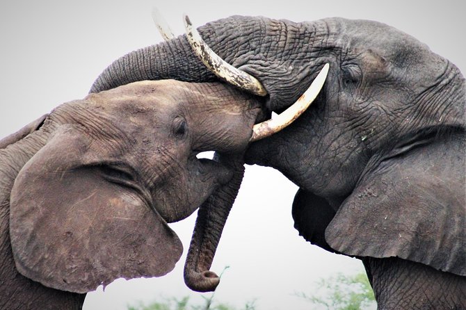 Full Day Kruger National Park - Scenic Drives and Lookout Points