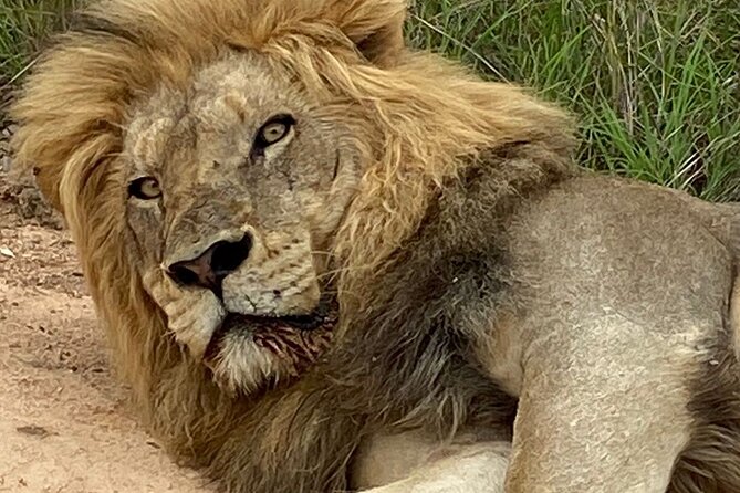 Full-Day Kruger Park Safari From Nelspruit, Whiteriver or Hazyview - Timing and End Point