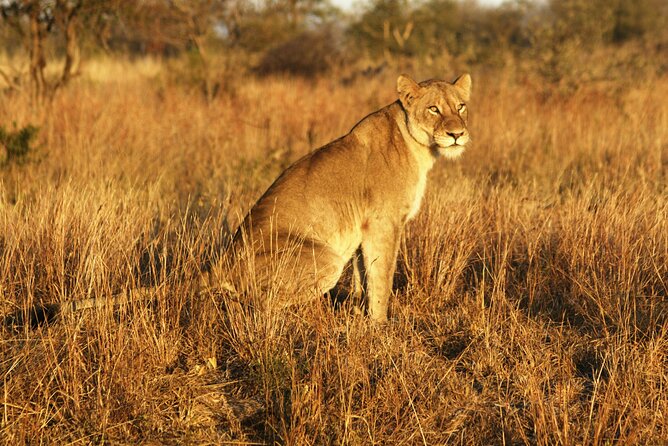 Full Day Kruger Park Wildlife Safari From Hoedspruit - Meeting and Pickup