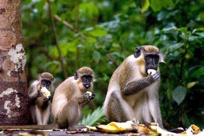 Full-Day Natural Heritage Tour in Barbados With Lunch - Traveler Photos and Reviews