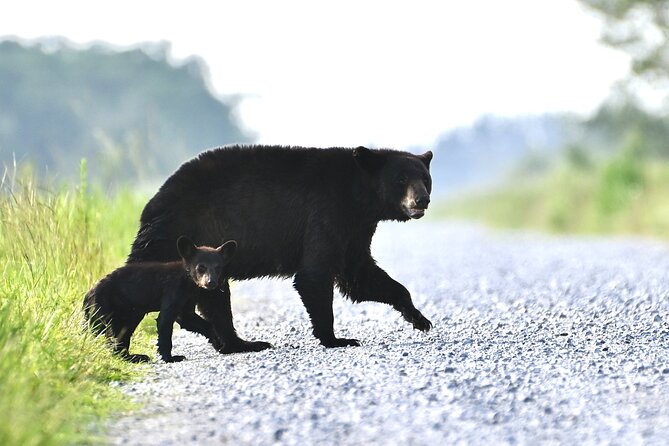Full-Day Private Tour to Alligator River National Wildlife Refuge - Contact and Support