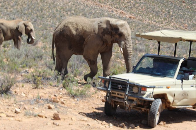 Full-Day Safari Aquila Game Reserve From Cape Town - Optional Winery Stop for a Tasting