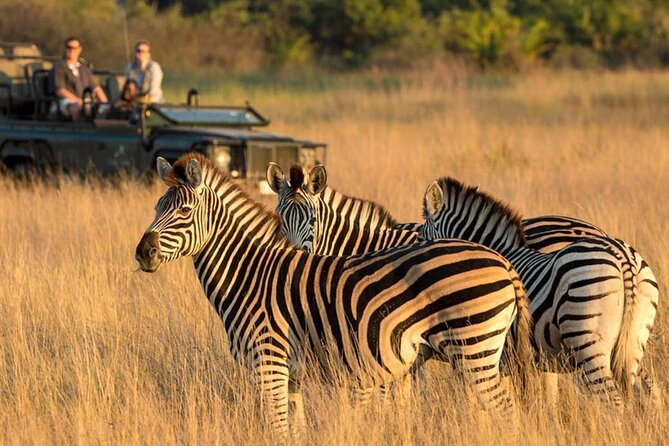 Full Day Safari From Durban to Hluhluwe-Imfolozi Game Reserve - Reviews