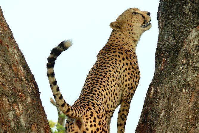 Full Day Safari in the Kruger National Park From Hazyview - Important Information and Guidelines