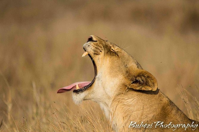 Full Day Safari - Kruger National Park - Pickup and Drop-off Information