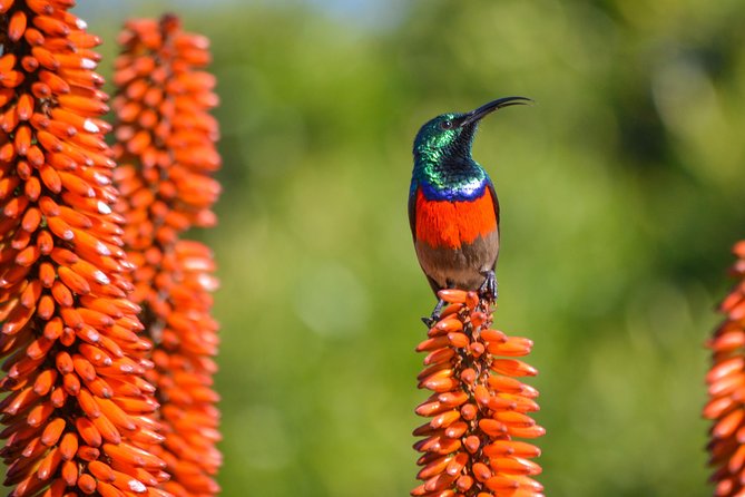 Full Day Safari Tour In Addo Elephant National Park - Flexible Cancellation Policy