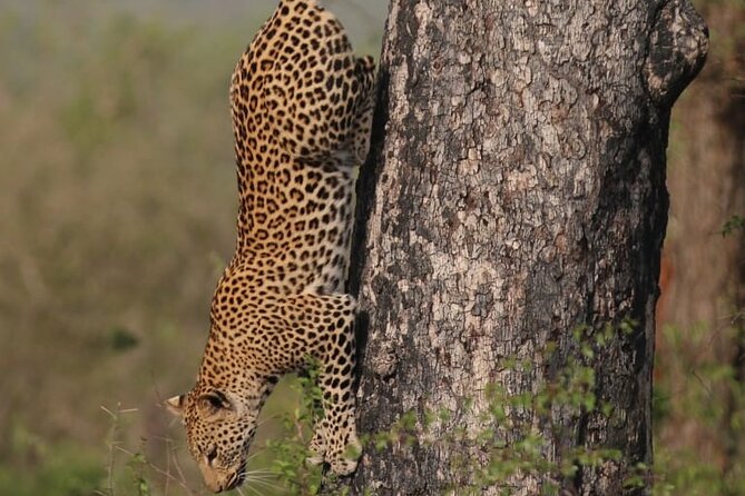 Full Day Safari Tour of Pilanesberg National Park, Open Jeep Experience - Wildlife Sightings and Safari Experience
