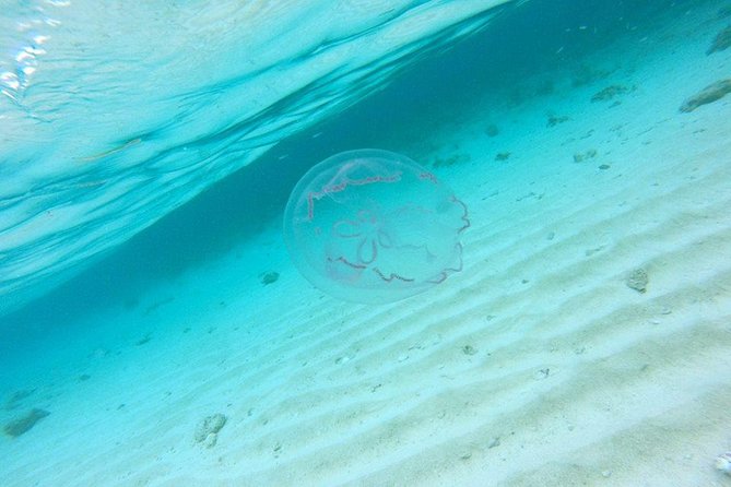 Full-Day Tour to Punta Rucia and Cayo Arena With Snorkeling - Hosts Response and Positive Review - Paradise Island Experience