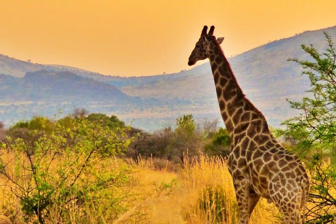 Full Day Ultimate Pilanesberg National Park Safari From Johannesburg or Pretoria - One-Day Safari Option and Price/Additional Information