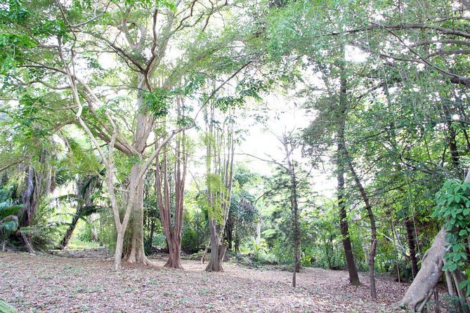 Garden Delight Full-Day Tour in Barbados - Reviews and Feedback