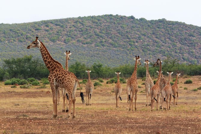 Giraffe Walk - Additional Information