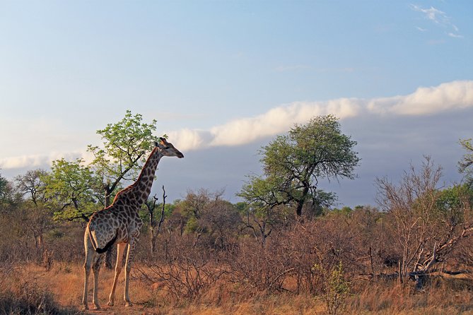 Greater Kruger National Park 4 Day Safari at a Private Game Lodge - Common Questions