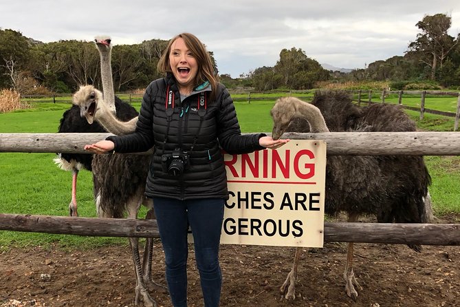 Guided Day Tour to Cape Point, Penguins and Wine Tasting - Penguin Experience and Wine Tasting