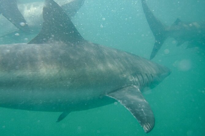 Guided Shark Cage Diving With Hookah Air Supply in Gansbaai - Additional Information and Guidelines