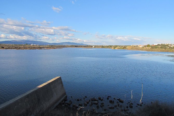 Half-Day Birdwatching at the Abicada Marshed - The Sum Up