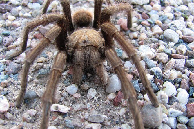Half-Day Private Reptile Hunting in The Sonoran Desert - Common Questions