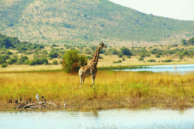 Half Day Safari From Johannesburg - Traveler Photos