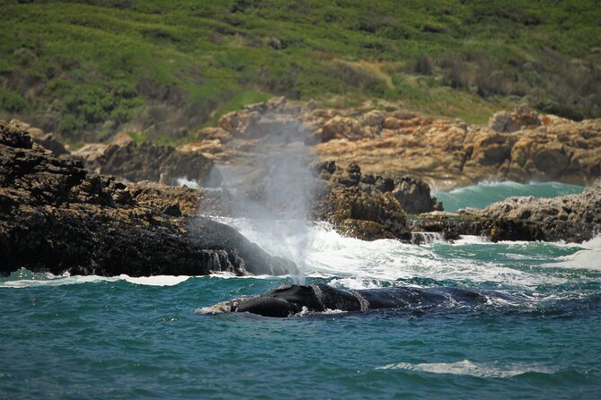 Hermanus Land Based Whale Walking Tour With Dave De Beer - Hermanus Cliff Path Exploration