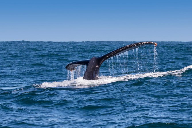 Hermanus Whale Watching Boat Trip With Shared Transfers From Cape Town - Traveler Photos