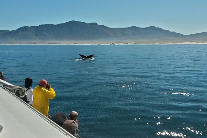 Hermanus Whale Watching Shared Boat Trip and Private Wine Tour From Cape Town - Whale Watching Experience