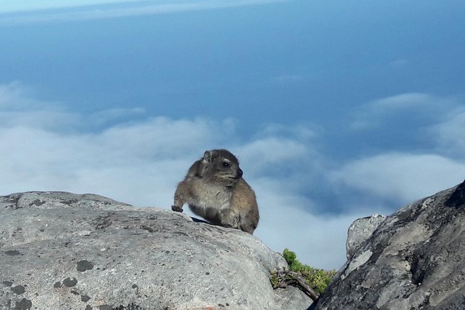 Hike Table Mountain via Kasteels Poort Morning Tour - End Point and Cancellation Policy