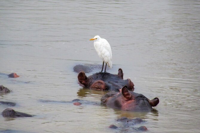 Hippo and Croc Boat Cruise in Saint Lucia With Pick-Up - Spot Hippos, Crocs, and Birds