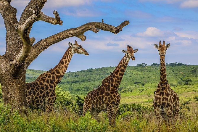 Hluhluwe-Imfolozi Park Full Day Big 5 Safari Tour - Cancellation Policy and Refunds