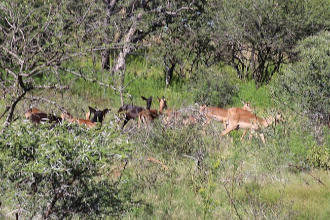 Horseback Safari Adventure in Hartbeespoort From Johannesburg - Horseback Safari Options and Packages