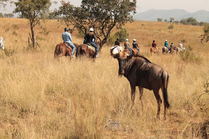 Horseback Safari - Booking Details and Tour Information