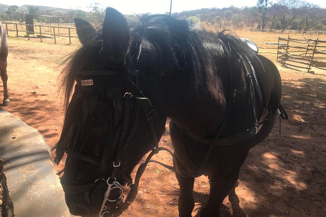 Horseriding Safari Day Tour From Johannesburg - Cancellation Policy and Refund Details