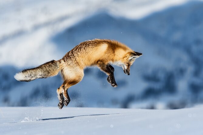 Jackson 4-Day and 3-Night Grand Teton and Yellowstone Winter Tour - Accommodation and Meals