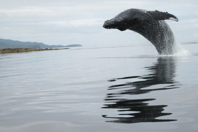 Ketchikan Whale Watching and Nature Tour - Pickup and Start Time