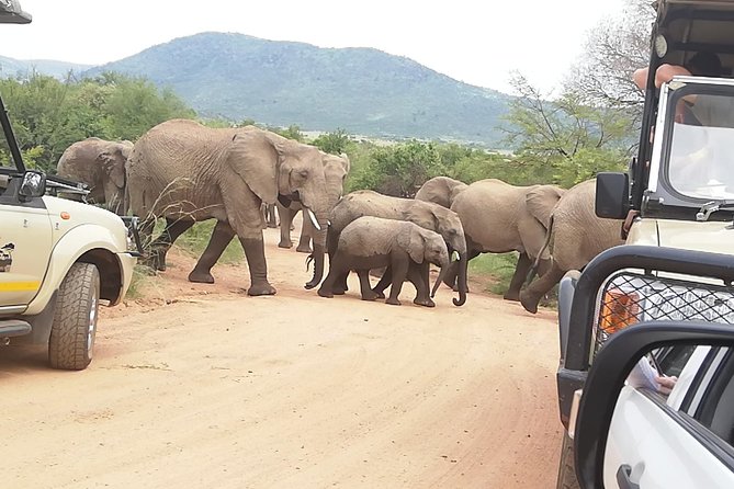 Kruger National Park 2 Days 1 Night Magical Safari From Johannesburg Private - Wildlife Viewing Opportunities
